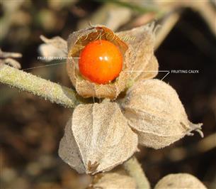   Mature Fruits enclosed by calyx